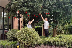 港澳宝奥苹果手机