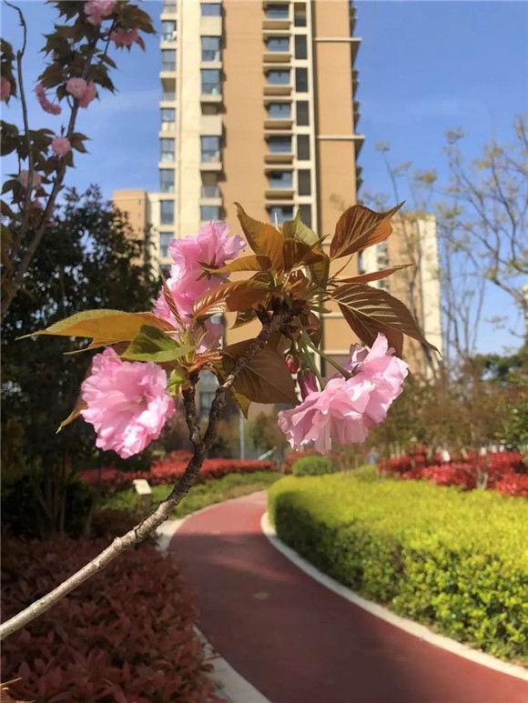 港澳宝奥苹果手机