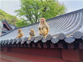 港澳宝奥苹果手机